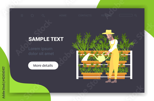 man farmer watering cannabis industrial hemp plantation growing marijuana plant drug consumption agribusiness concept horizontal full length copy space