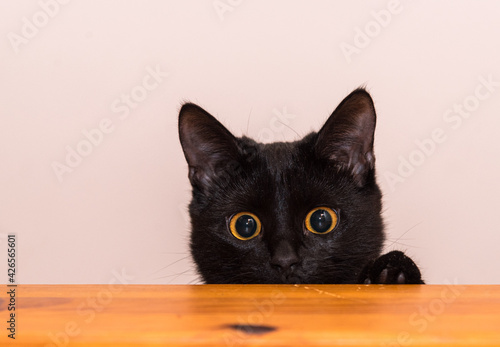 Black cat with yellow eyes sits on cupboard