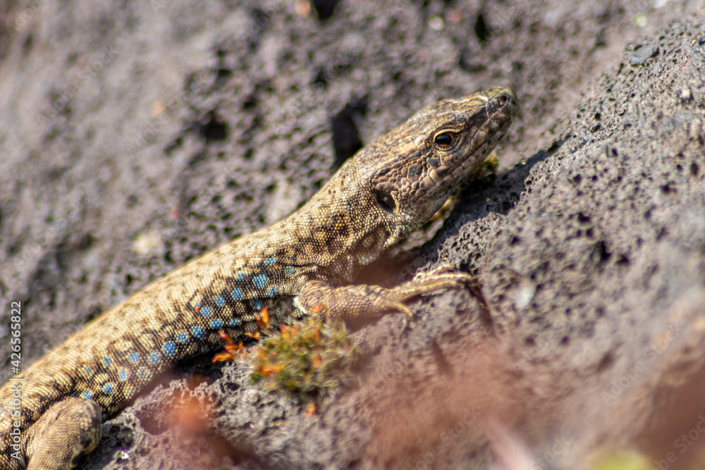 Lizard on the hunt for insects on a hot volcano rock warming up in the sun as hematocryal animal in macro view, isolated and close-up to see the scaled skin of the little saurian in detail eye to eye Lizard on the hunt for insects on a hot volcano rock warming up in the sun as hematocryal animal in macro view, isolated and close-up to see the scaled skin of the little saurian in detail eye to eye