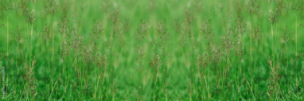 Green grass flower on the garden field for background or backdrop usage in billboard resolution.