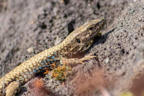 Lizard on the hunt for insects on a hot volcano rock warming up in the sun as hematocryal animal in macro view, isolated and close-up to see the scaled skin of the little saurian in detail eye to eye