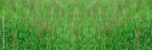 Green grass flower on the garden field for background or backdrop usage in billboard resolution.