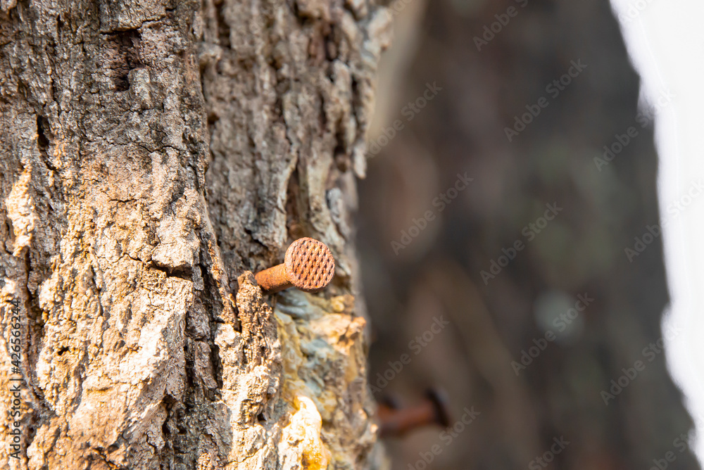 Nails that have been hammered into the tree Nails that have been hammered into the tree