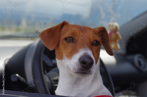 Jack Russell in the car looks out the window © Enrico Spetrino