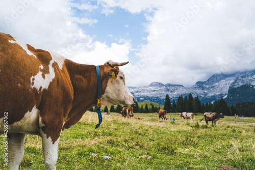 Cows in the Italian Alps, producing the famous Montasio cheese. Altopiano del Montasio, Friuli Venezia Giulia