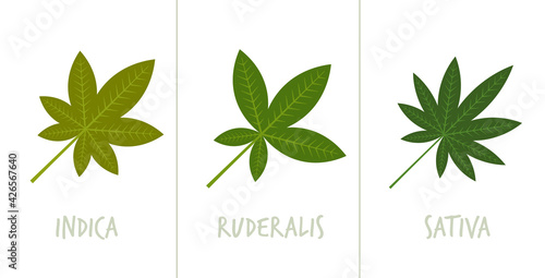 set sativa indica ruderalis marijuana leaves drug consumption concept horizontal flat