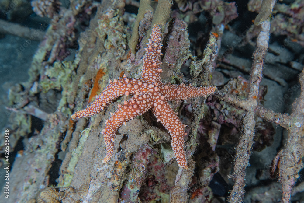 Starfish On the seabed in the Red Sea, eilat israel
Starfish On the seabed in the Red Sea, eilat israel