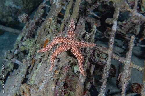 Starfish On the seabed in the Red Sea  eilat israel 