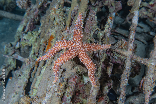 Starfish On the seabed in the Red Sea  eilat israel 