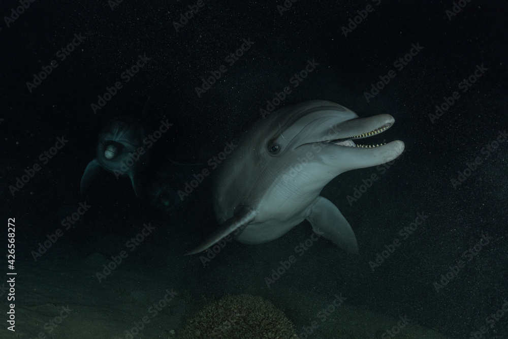 Fototapeta premium Dolphin swimming with divers in the Red Sea, Eilat Israel 