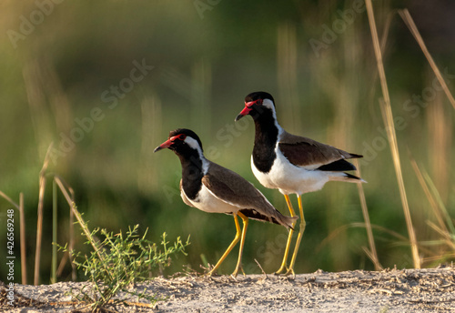 The red-wattled lapwing is an Asian lapwing or large plover, a wader in the family Charadriidae. Like other lapwings they are ground birds that are incapable of perching. photo