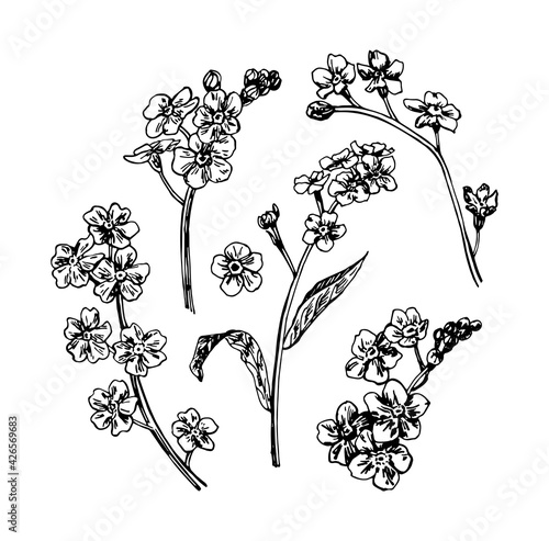 Vector illustrations of spring flowers myosotis drawn with a black line on a white background.