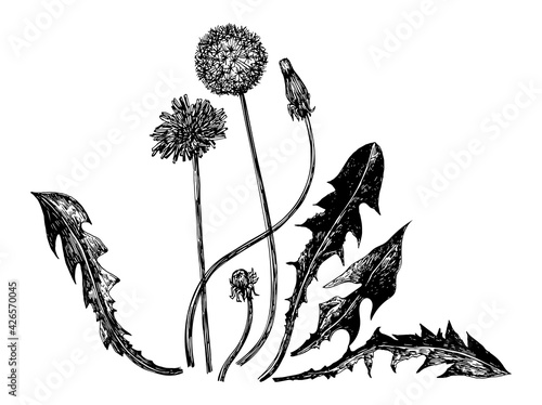 Vector illustrations of dandelions drawn with a black line on a white background.