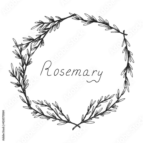 Rosemary. Sprig of plants with leaves. Fragrant Italian seasoning for food. Wreath. Black and white drawing in the old vintage style. Isolated clipart set on white background. Hand-drawn ink sketch.