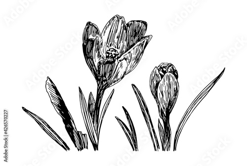 Vector illustrations of spring Crocus with a black line on a white background.