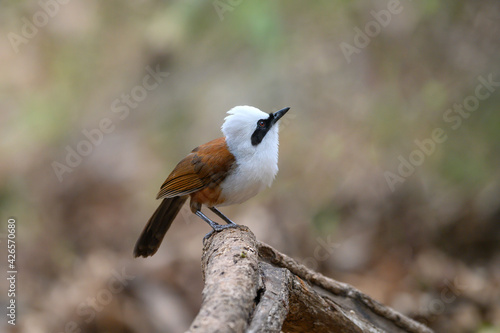 White-crested Laughing Thrush ,A bird with white feathers on the head and brown on the body