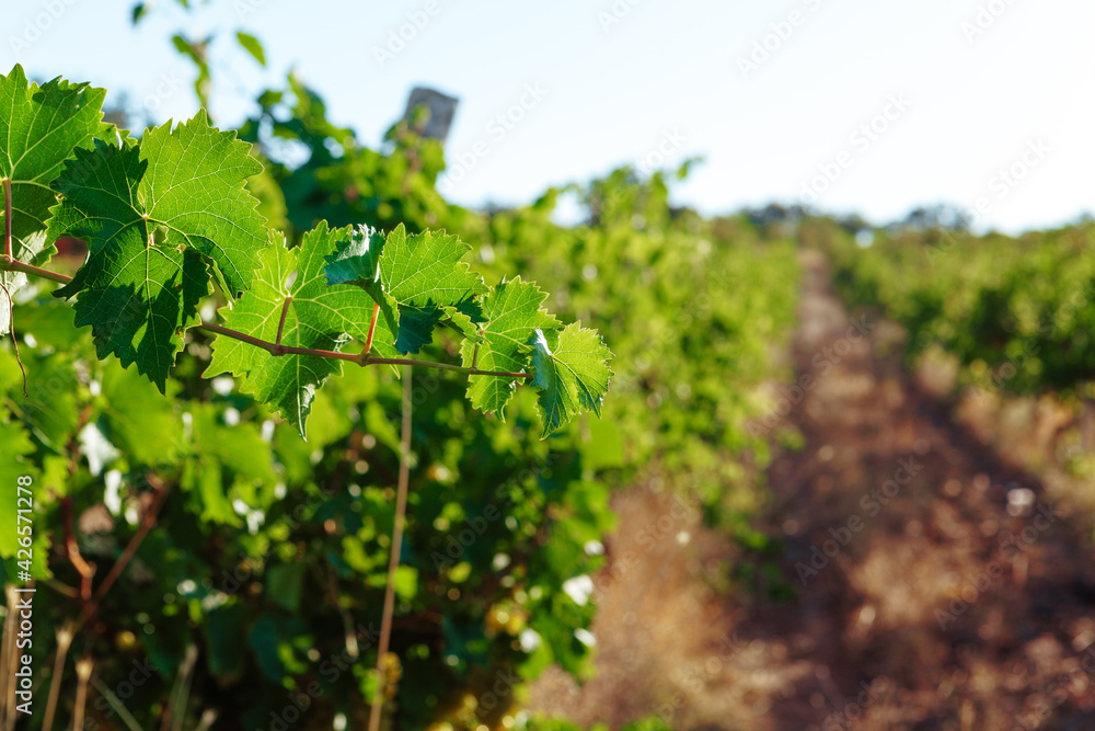 Grapes bush leaves in a vineyard close up Grapes bush leaves in a vineyard close up
