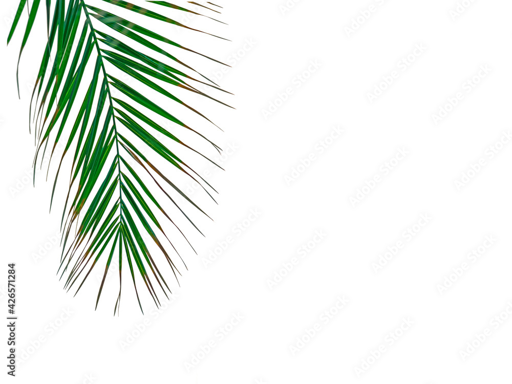 Palm leaves background. Tropical palm leaves on an empty colored background. Summer, tropics, sun, vacation concept