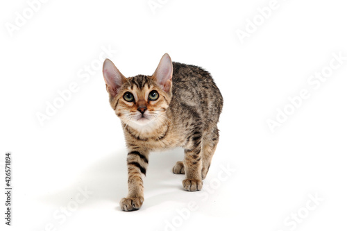 A purebred smooth-haired cat stands on a white background
