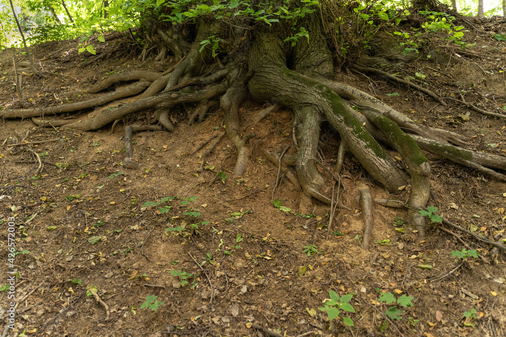 tree roots close up. copy space tree roots close up. copy space