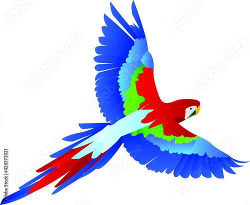 colorful beautiful bird parrot flying in the sky