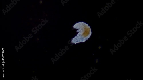 Bärtierchen - Tardigrade Mikroskopische Aufnahme photo