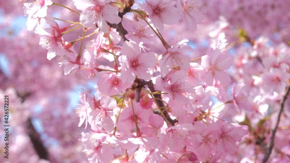 Cherry blossom petals swaying in the breeze in the spring sunshine Cherry blossom petals swaying in the breeze in the spring sunshine