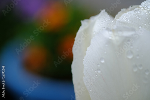 雨水のついた美しい白のチューリップ