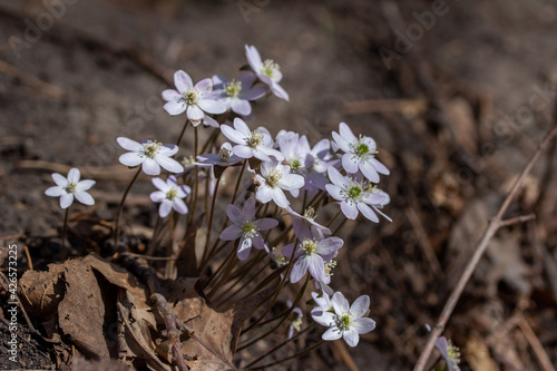 Close up view of a cluster of uncultivated native Sharp-lobed Hepatica wildflowers (anemone acutiloba) growing undisturbed in a North America woodland ravine in early spring photo