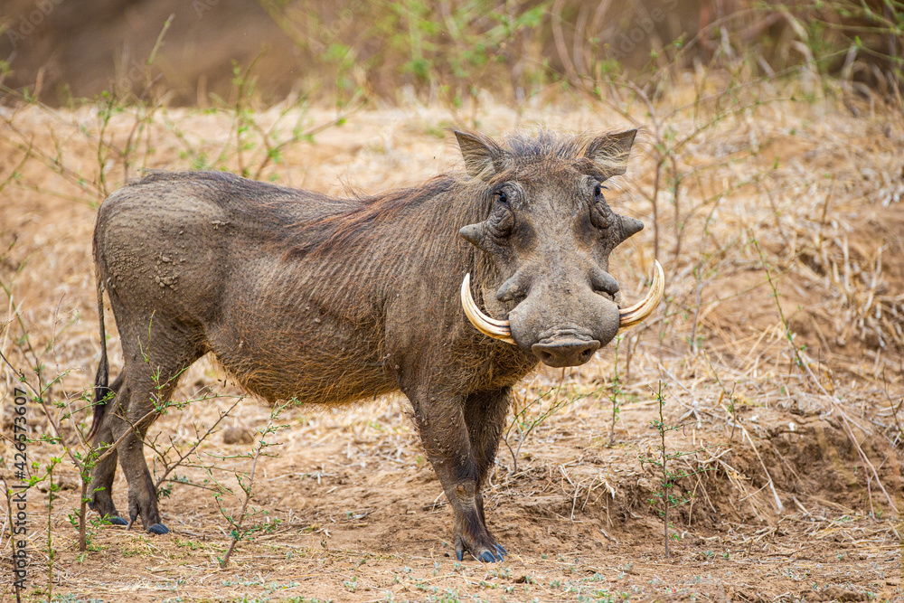Male warthog walking through the dry riverbed.