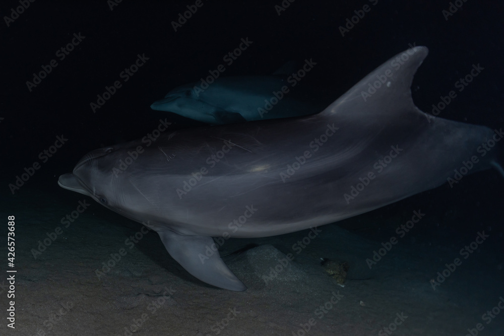 Naklejka premium Dolphin swimming with divers in the Red Sea, Eilat Israel