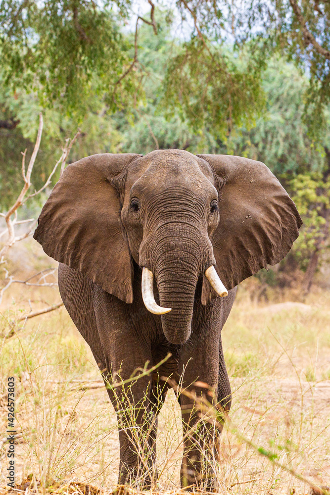 Elephant Bull walking through the Zimbabwean Woodlands