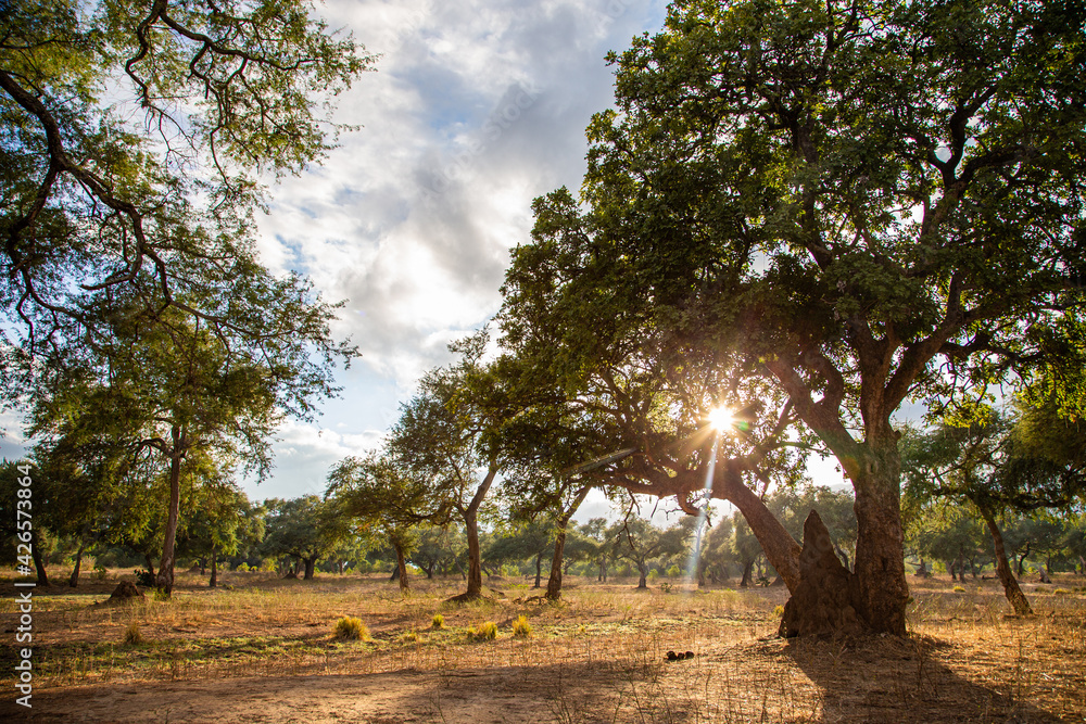 Sunset through the Anna Trees in Mana Pools, Zimbabwe Sunset through the Anna Trees in Mana Pools, Zimbabwe