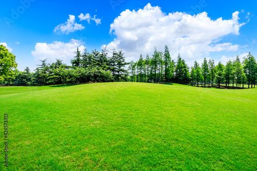 Green grass and forest in spring season. © ABCDstock