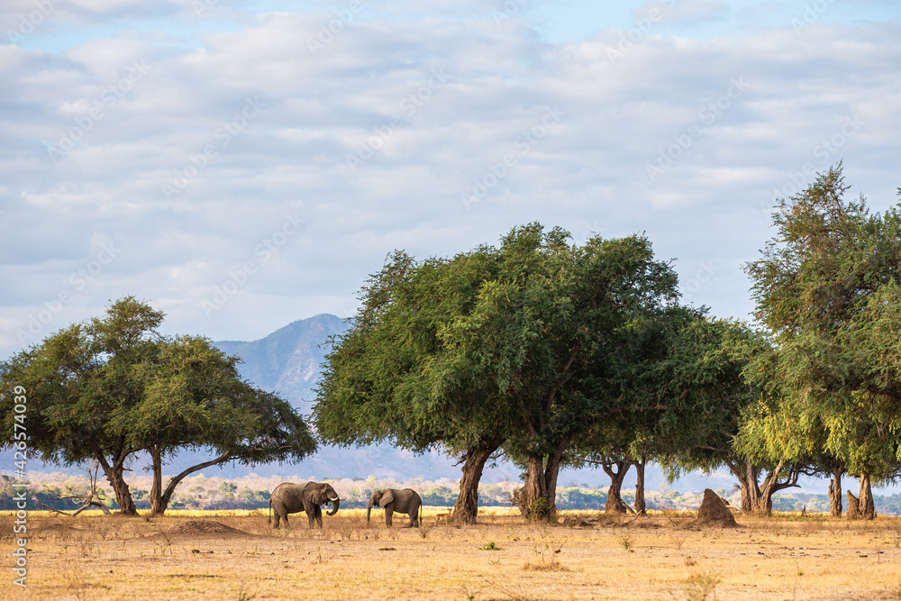 Fototapeta premium Elephants feeding beneath the Anna tree in Mana Pools