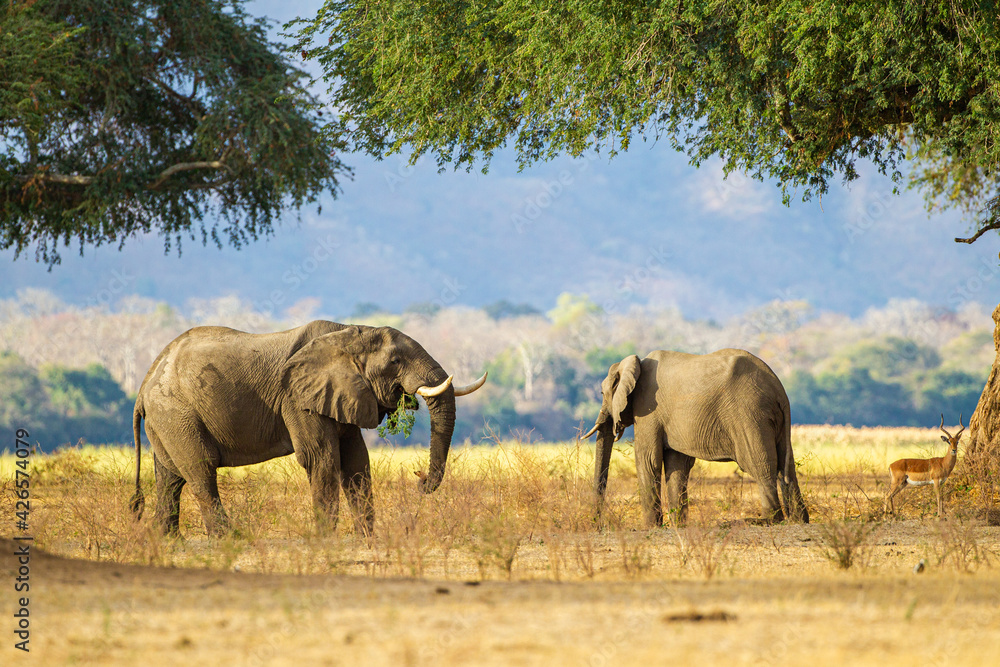 Fototapeta premium Elephants feeding beneath the Anna Trees in Mana Pools
