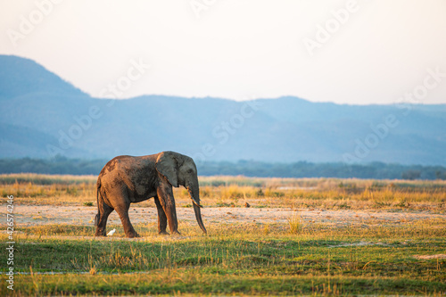African Elephant walking in the Zambesi riverbed at sunset