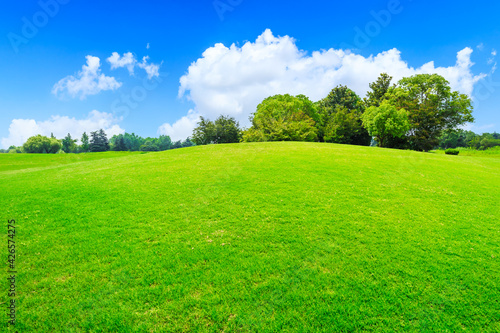 Green grass and forest in spring season. © ABCDstock