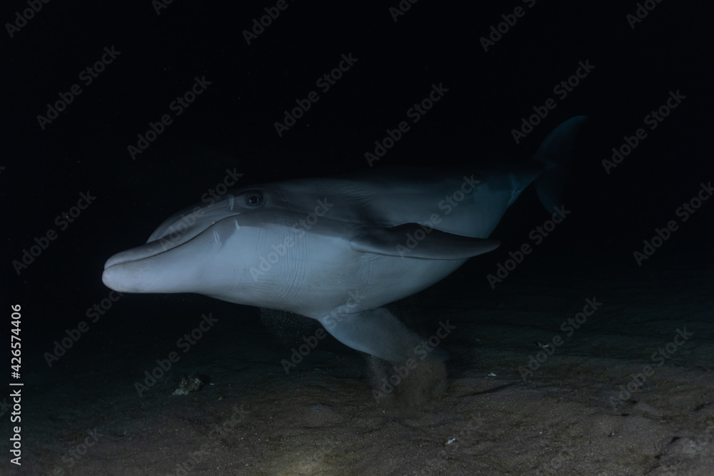 Fototapeta premium Dolphin swimming with divers in the Red Sea, Eilat Israel