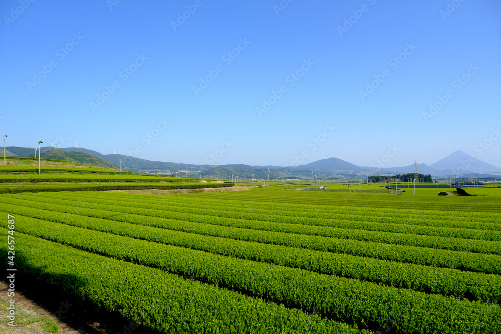 美しい開聞岳の見える知覧の茶畑の景色