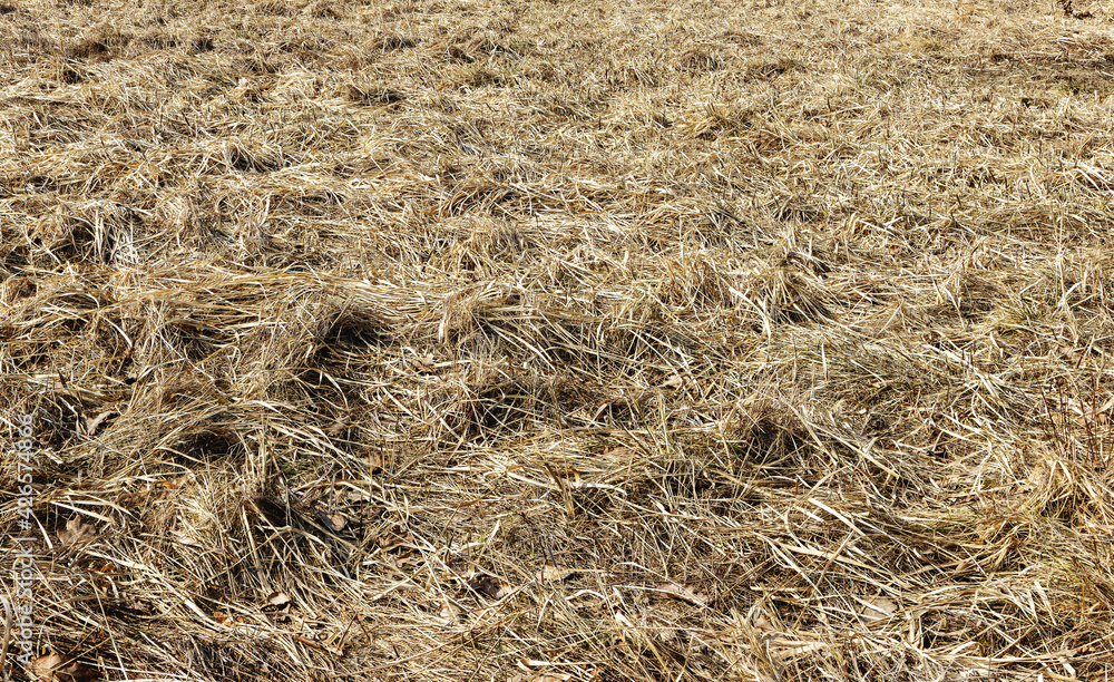 Background of various dried grass textures in the meadow in spring Background of various dried grass textures in the meadow in spring