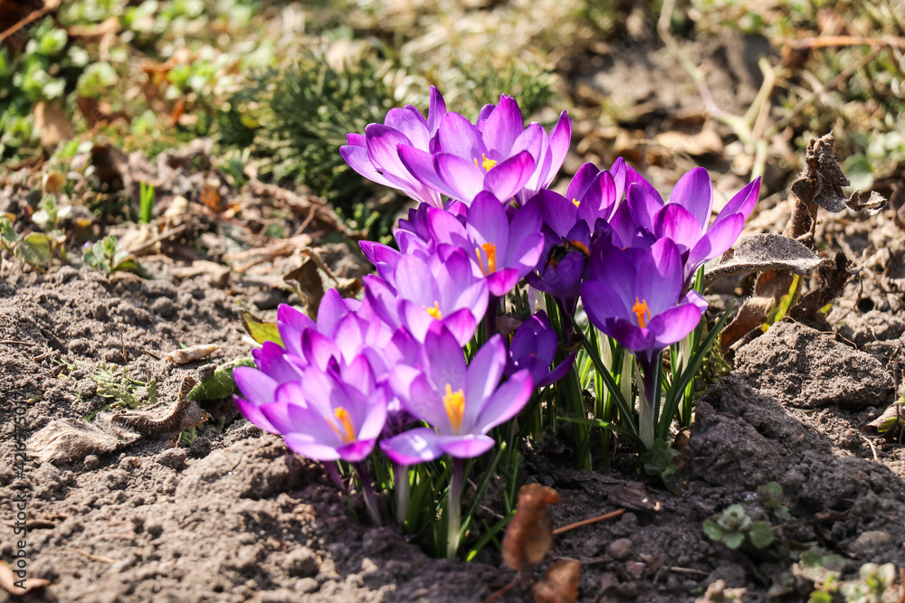 Cluster of purple crocus vernus flowers in a sunny meadow Cluster of purple crocus vernus flowers in a sunny meadow
