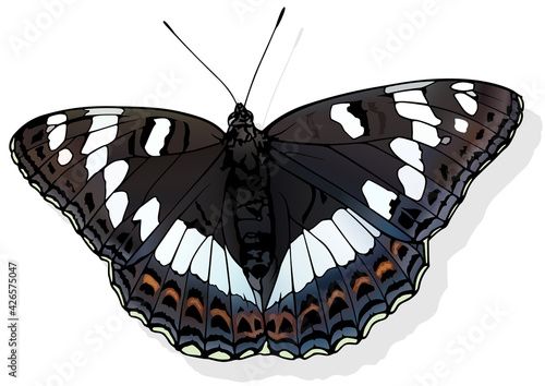 Poplar Admiral - Beautiful Butterfly Limenitis populi Isolated on White Background, Vector Illustration