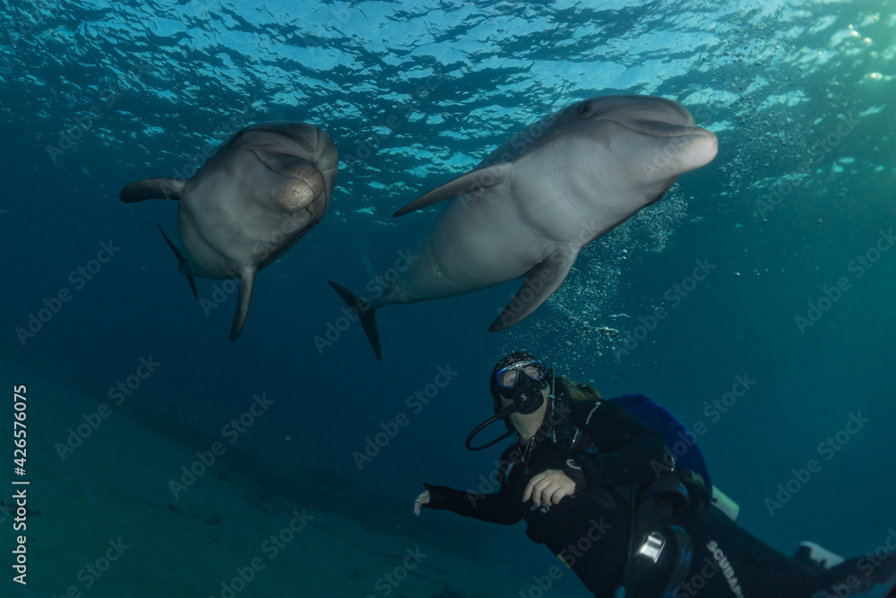 Fototapeta premium Dolphin swimming with divers in the Red Sea, Eilat Israel 