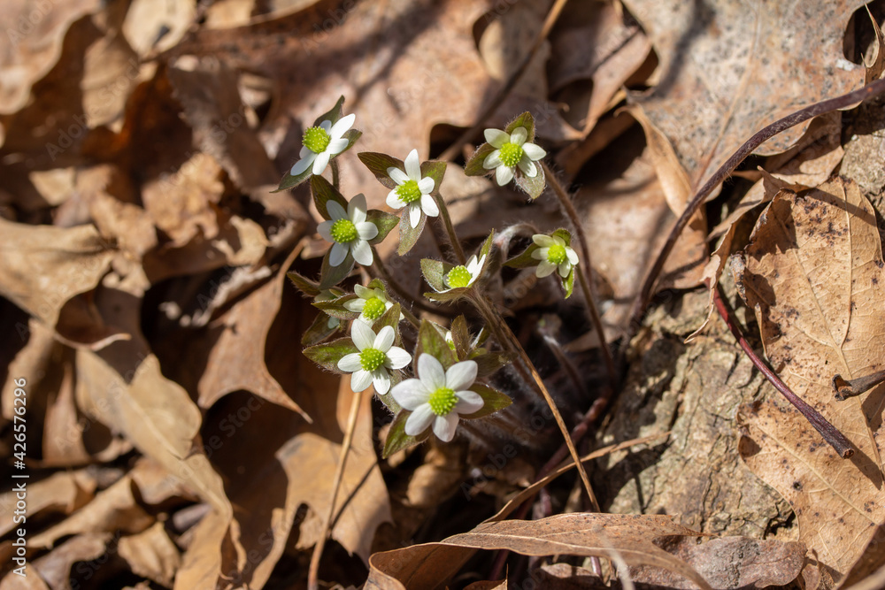 Close up view of a cluster of uncultivated native Sharp-lobed Hepatica wildflowers (anemone acutiloba) growing undisturbed in a North America woodland ravine in early spring Close up view of a cluster of uncultivated native Sharp-lobed Hepatica wildflowers (anemone acutiloba) growing undisturbed in a North America woodland ravine in early spring