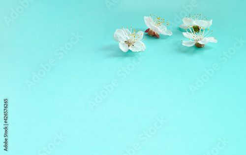 Apricot tree blossom flowers on soft blue background. Dreamy romantic image, copy space.