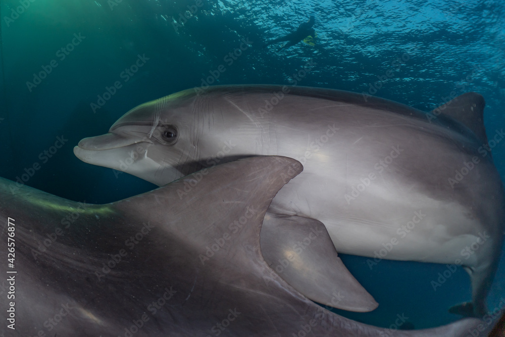 Fototapeta premium Dolphin swimming with divers in the Red Sea, Eilat Israel