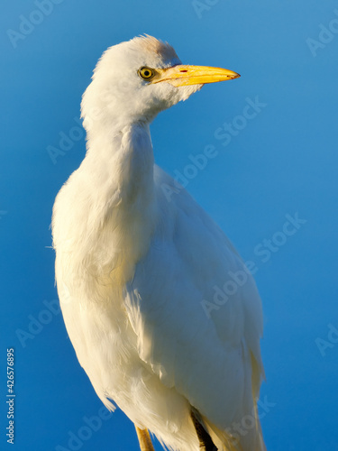 Close up portrait of a Cattle Egret against a blue sky. False Bay Nature Reserve, Cape Town, South Africa. © Jean van der Meulen