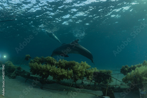 Dolphin swimming with divers in the Red Sea  Eilat Israel 