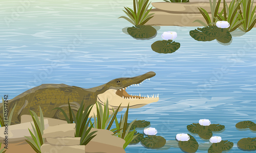 Nile crocodile Crocodylus niloticus swims in the river with rocks, grass and white lily flowers. Wild reptiles of Africa. Realistic vector landscape